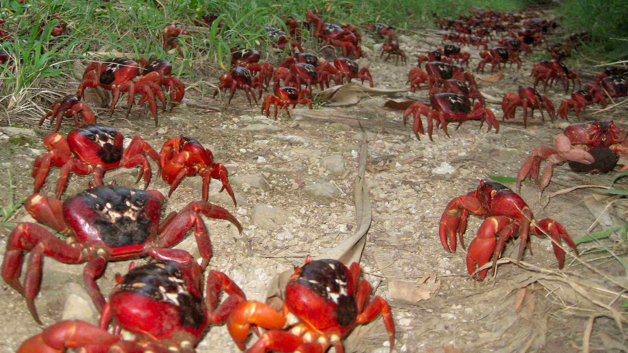 Caranguejos vermelhos da Ilha Christmas ( Gecarcoidea natalis )