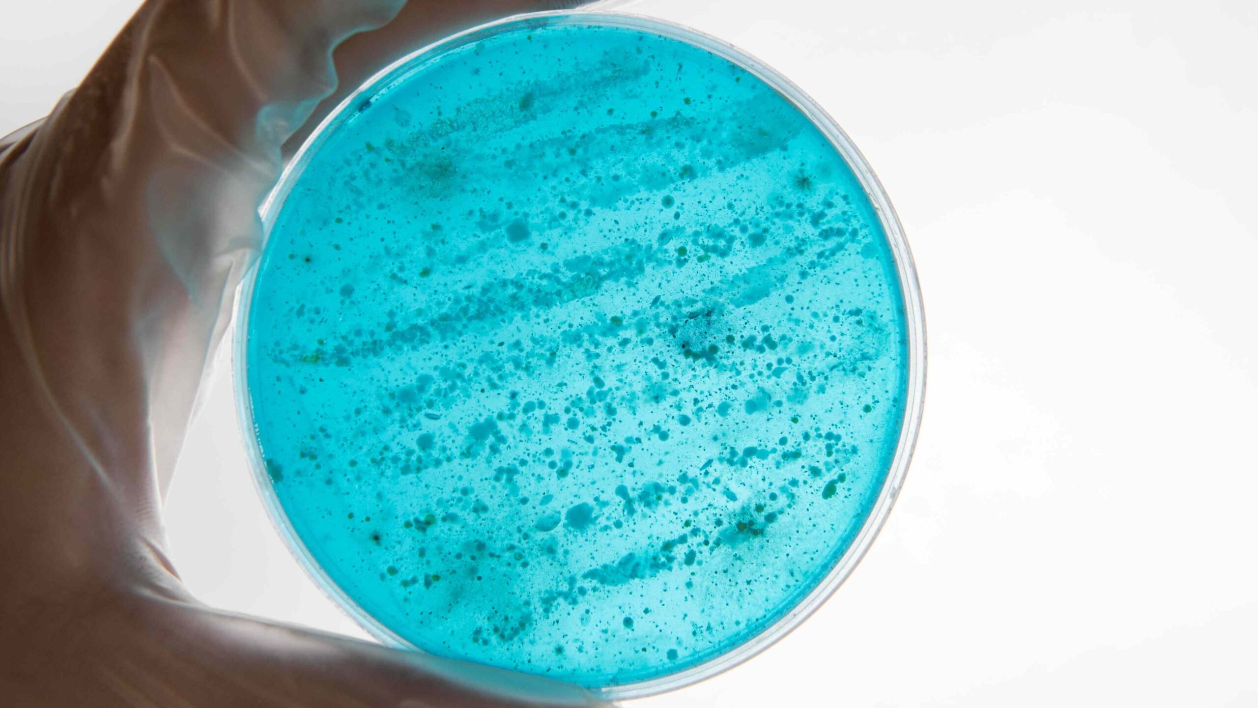 Micróbios no laboratório