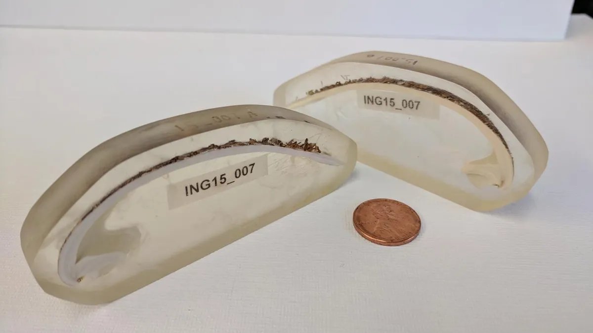 Fotografia mostra conchas de molusco cortadas ao meio e fixadas em blocos transparentes de resina para estudo científico