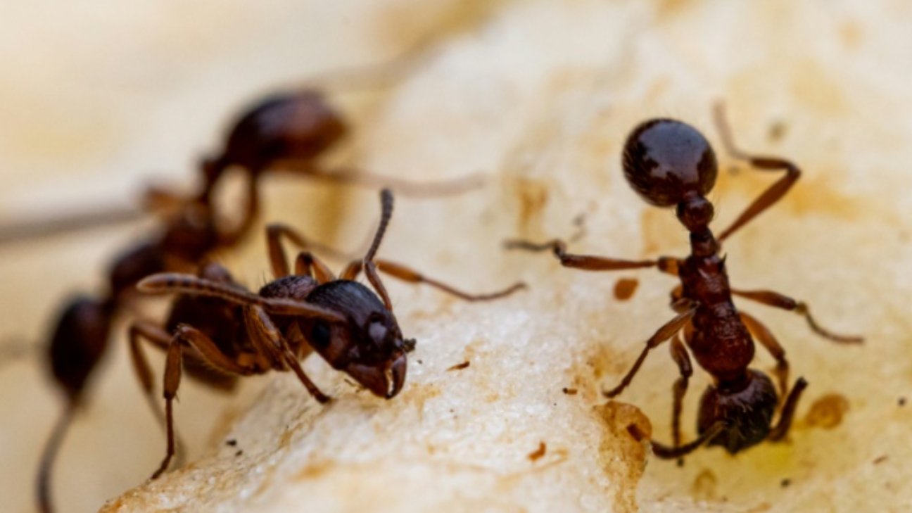 formigas