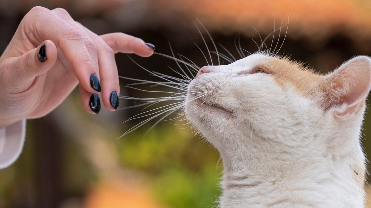 Mão feminina toca bigode de gato