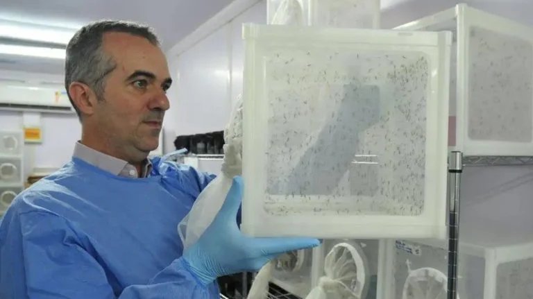 O cientista brasileiro Luciano Moreira lidera a maior fábrica de mosquitos do mundo