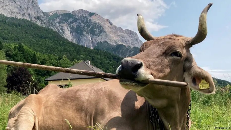 A vaca Veronika desafia a visão de que grandes herbívoros possuem capacidade cognitiva limitada