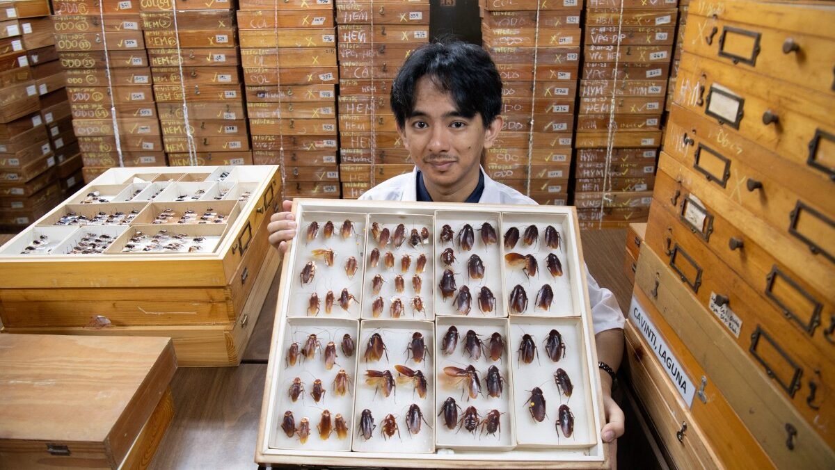 Cristian Lucanas, entomologista da Universidade das Filipinas em Los Baños, mostra espécimes preservados de baratas
