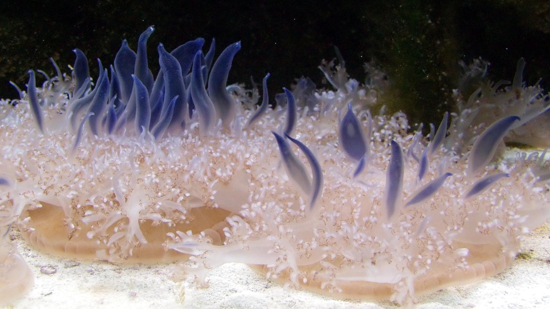 Água-viva cassiopea andromeda