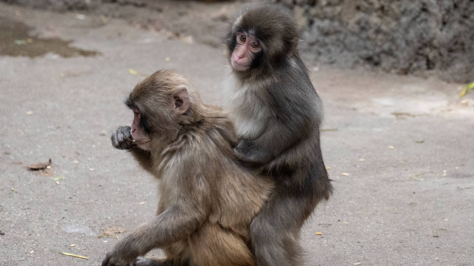 O macaco Punch (à direita), que foi abandonado pela mãe logo após o nascimento, interage com outro macaco no Zoológico e Jardim Botânico da cidade de Ichikawa