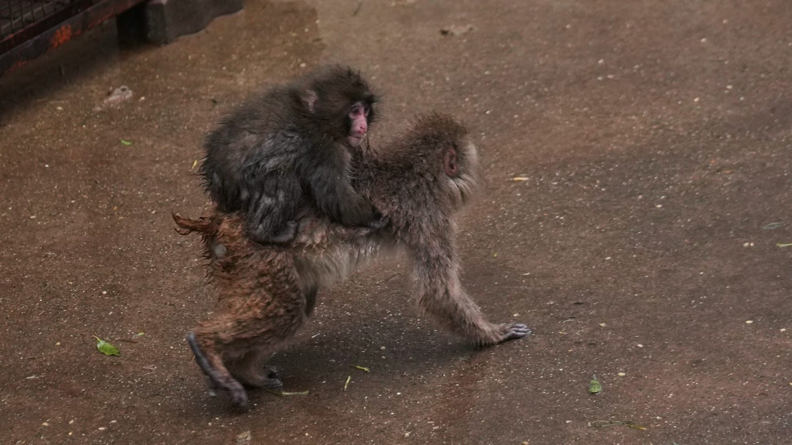 Punch, um macaco-japonês nascido em 26 de julho de 2025, sobe nas costas de outro no parque infantil dos macacos no zoológico da cidade de Ichikawa, vizinha a leste de Tóquio, na terça-feira, 3 de março de 2026. (Foto AP/Hiro Komae)