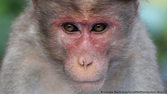 Primatas "pensam" em geometria de forma semelhante a humanos