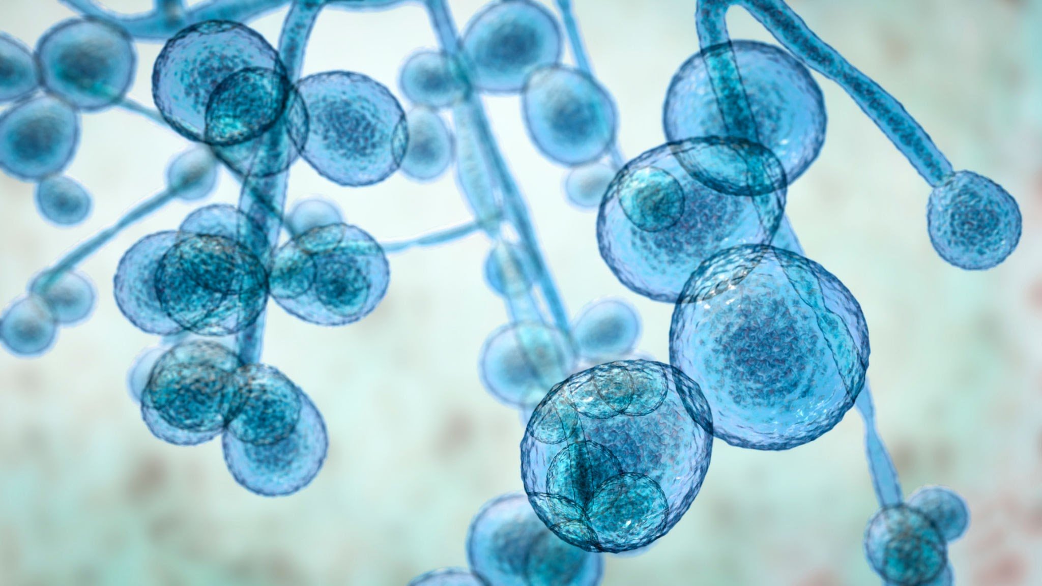 Ilustração computadorizada do fungo unicelular (levedura) *Candida auris*. A *C. auris* foi identificada pela primeira vez em 2009. Ela causa infecções graves e multirresistentes a medicamentos em pacientes hospitalizados, apresentando altas taxas de mortalidade. Provoca infecções na corrente sanguínea, em feridas e nos ouvidos, tendo sido também isolada em amostras do trato respiratório e de urina. A maioria das infecções por *C. auris* é tratável com antifúngicos do grupo das equinocandinas. Superbactéria mortal que alarma cientistas
