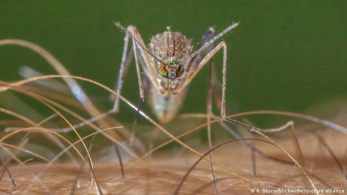 Febre do Nilo Ocidental causa primeira morte no Brasil e alarma Europa