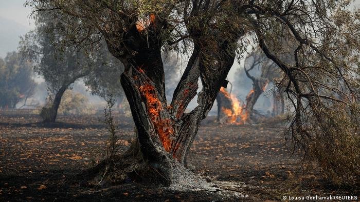 Calor e incêndios atingem produção de azeite na Europa