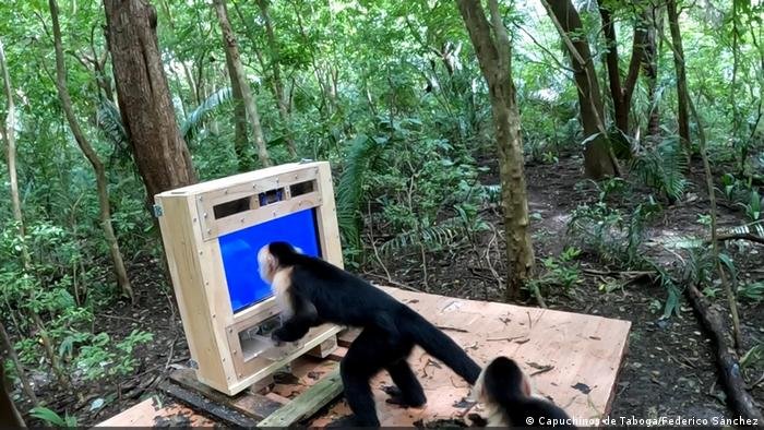 Macacos interagem com IA em estudo sobre cognição