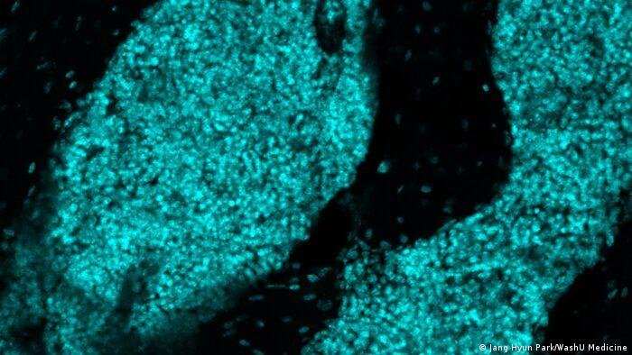 Cientistas encontram "postos de defesa" imunológicos no crânio de camundongos