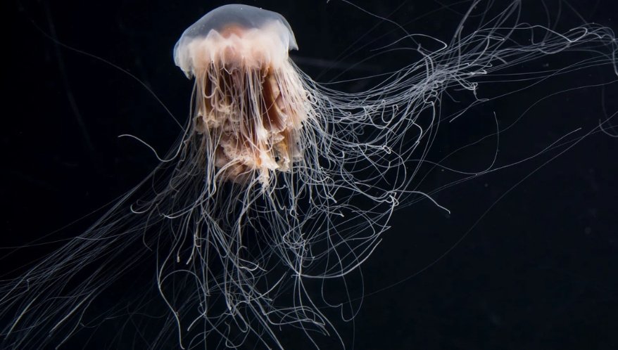 A água-viva juba de leão (Espécie de Medusa)) (Cyanea capillata) tem tentáculos que podem atingir até 30 metros de comprimento. Foto de David Liittschwager